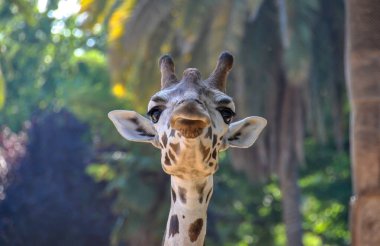 Zürafa başkanı Barselona Hayvanat Bahçesi, İspanya