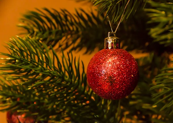 Red Christmas tree ball hanging on a branch of a fir tree