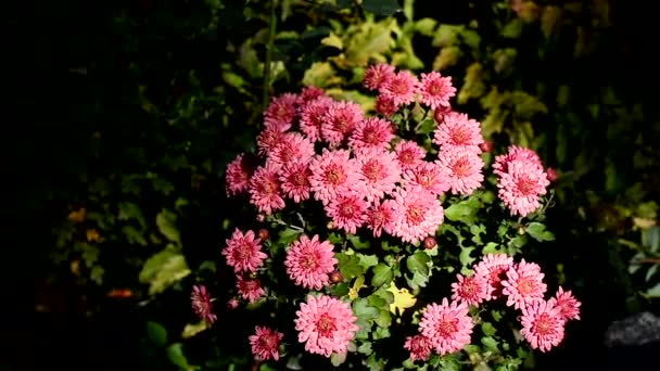 Leuchtend Rosa Chrysanthemenblüten Werden Von Den Strahlen Der Herbstsonne Erhellt — Stockvideo