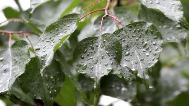 Yağmurlu bir yaz gününde kayısı yapraklarına yağmur damlaları düşer..