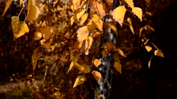 秋の風から黄色の葉を持つ白樺の小枝が揺れている — ストック動画