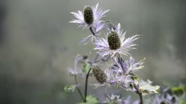 Rüzgâr estiğinde yaban mersininin mavi kızılötesi dalgalanmaları. Erngium.