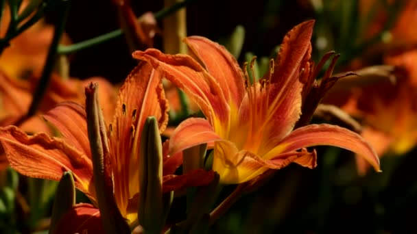 Λαμπερά Πορτοκαλί Λουλούδια Της Πορτοκαλί Daylily Hemerocallis Fulva Άνθισαν Στις — Αρχείο Βίντεο