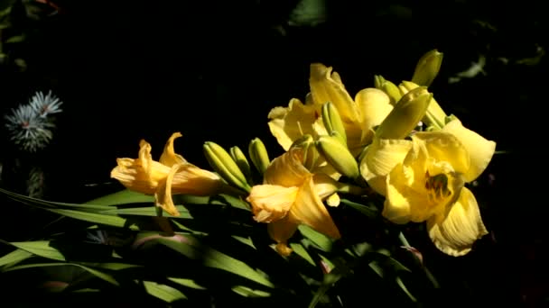 Beautiful Isolated Close Bright Yellow Daylily Girl Scout Full Color — Stock Video