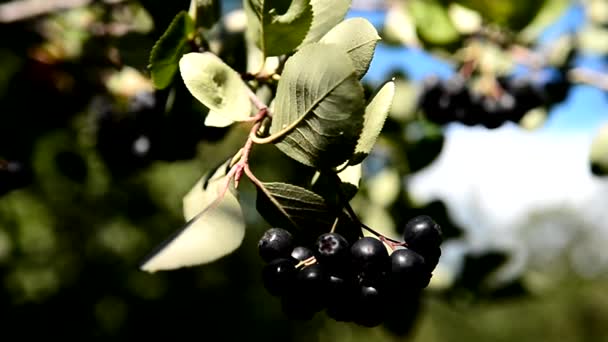 Fructele Chokeberry Atârnă Ramură Din Grădină Arnia Melanocrpa — Videoclip de stoc