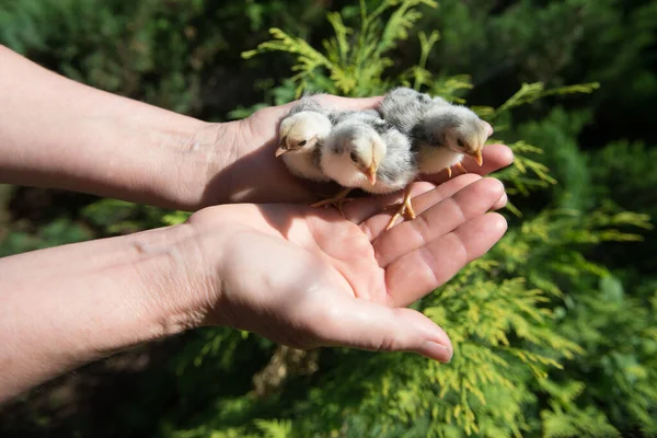 Cüce deniz tavukları dişi avuçlarında.