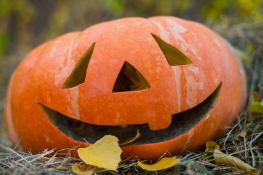 Cadılar Bayramı 'nda sonbahar çimlerinde balkabağı feneri