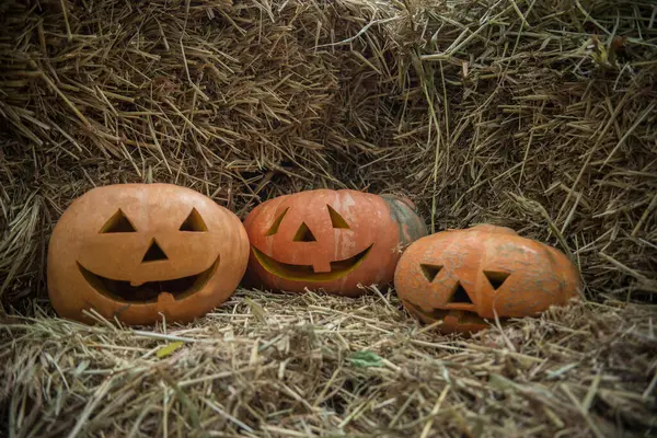 Üç tane sarı-turuncu Cadılar Bayramı balkabağı samanlıkta yatıyor. Cadılar Bayramı için hazırlanılıyor.