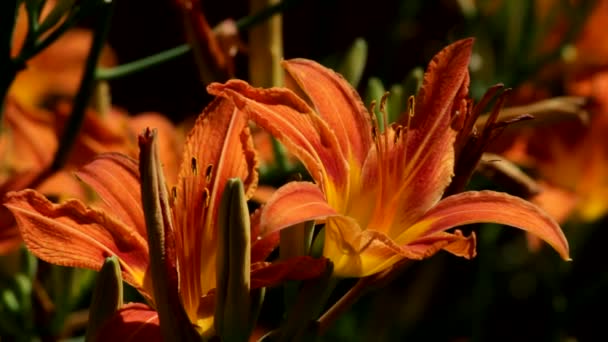 Καφέ Πορτοκαλί Λουλούδια Της Daylily Hemerocallis Fulva Φωτίζονται Από Τις — Αρχείο Βίντεο