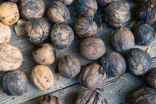 Unprocessed walnuts are harvested from a walnut tree.