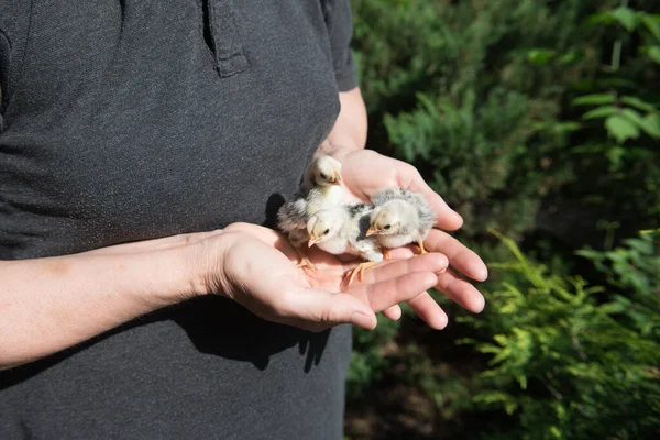 Trois Poulets Nains Seabright Dans Les Paumes Des Femmes Sur — Photo