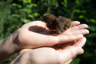 Yeşil bir arka planda dişi avuçlarında altın bir sülün yavrusu.