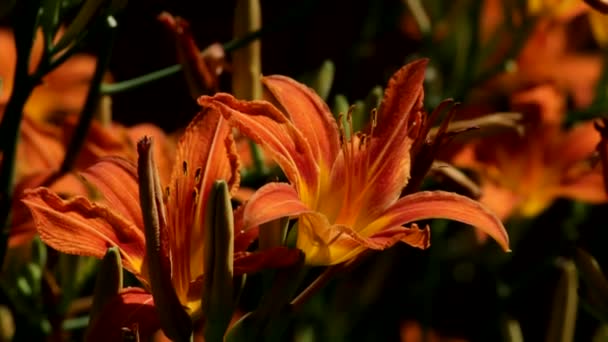 Las Flores Marrón Anaranjadas Del Hemerocallis Fulva Día Balancean Ligeramente — Vídeo de stock