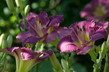 Mother-of-pearl pink lilac-tinged Daylily flowers Entrapment. Hemerocallis Entrapment clipart