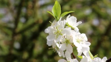 Bahar bahçesinde beyaz çiçekli siyah bir kayısı dalı..