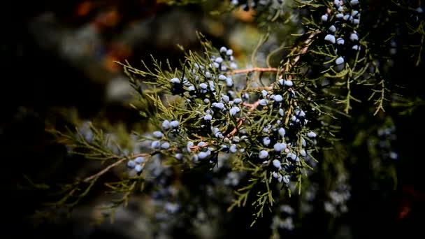 Una Ramita Enebro Virginia Con Conos Azules Juniperus Virginiana — Vídeos de Stock