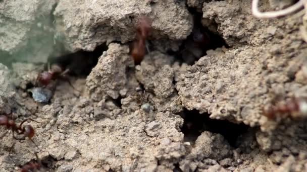 Soldados Cabelos Vermelhos Polyergus Rufescens Entrada Para Habitação Formigas Areia — Vídeo de Stock