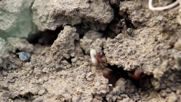Soldado Formigas Amazônia Ruivo Com Casulo Formigas Perto Entrada Residência — Vídeo de Stock