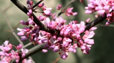 Cercis kanadensis 'in soluk pembe çiçekleri kabarık demetler halinde toplanır..