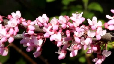 Bir dal Cercis kanadensis ve sulu pembe renkli çiçekler..