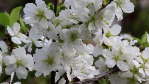 春の果樹園に白い花の黒いアプリコットの開花枝 — ストック動画