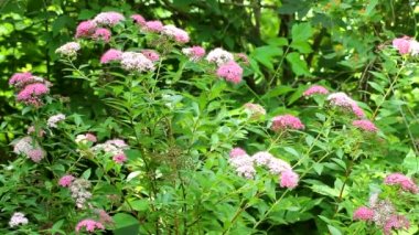 Spiraea japonica Genpei. Çiçek açan beyaz, pembe ve kırmızımsı düz karbonhidrat..
