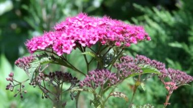 En parlak kabartma Spiraea japonica Genpei ve kırmızı çiçekleri..
