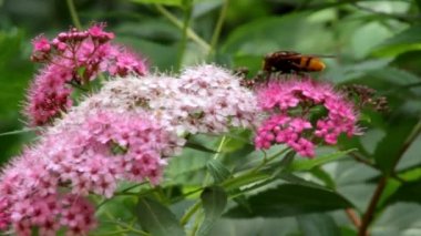 Spiraea japonica Genpei 'nin üç renkli cilvesi üzerine Diptera tarikatından bir böcek..