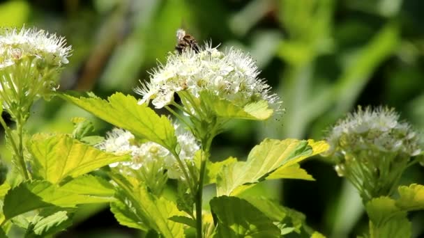 Vita Blomstã Llningar Och Gula Blad Physocarpus Opulifolius Aureus Dekorativ — Stockvideo