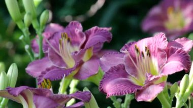 Her gün inci gibi çiçeklerle Hemerocallis Tuzağı