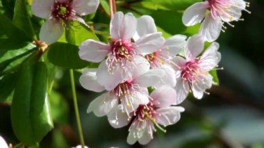 Bahçede bahar çiçekleri açarken beyaz-pembe kiraz çiçekleri. Prunus cerasus Rastunya.