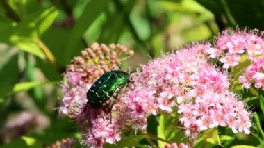 Altın bronz böcek, spirea 'nın pembe infloresanları ile beslenir. Cetonia aurata. 