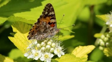 Bir kelebek hortumuyla Physocarpus opulifolius Aureus 'un beyaz çiçeklerini sarı yapraklarla inceler..