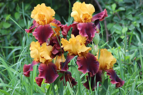 Renkli irisler çiçeklerini dağınık bir bahçede çimlerin üzerine kaldırdı. Bahçıvanlık. Sakallı Iris