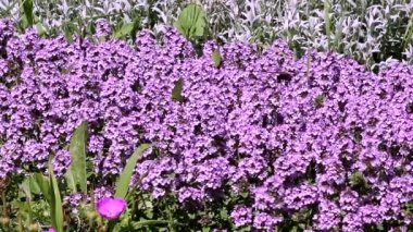 Thymus Serpyllum uzun ömürlü bir yarı çalılıktır..