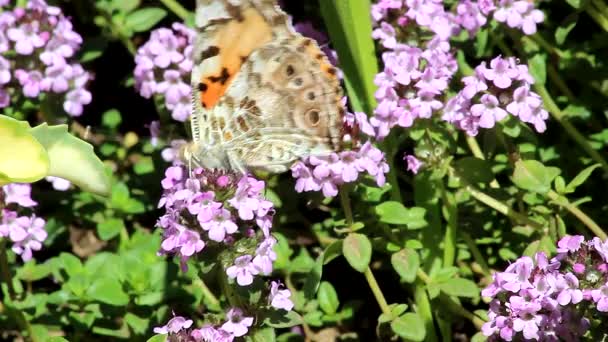 Thymianblüten Sind Rosa Violett Gesammelt Lockeren Blütenständen — Stockvideo