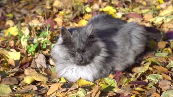 Ash Colored Cat Lies Autumn Leaves Sunlight Garden Fallen Leaves — Stock Video