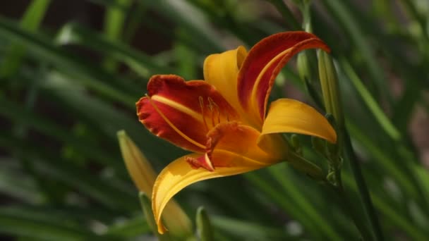 Λουλούδι Της Daylily Frans Hals Είναι Μια Κίτρινη Πορτοκαλί Απόχρωση — Αρχείο Βίντεο