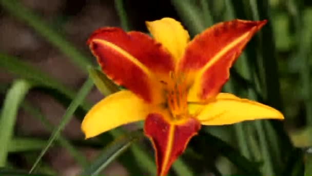 Dvoubarevná Denní Květinka Frans Hals Žlutooranžový Odstín Hemerocallis Frans Hals — Stock video
