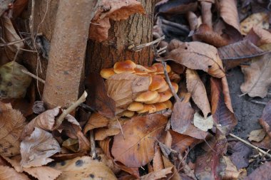 Bir ağacın gövdesindeki turuncu-kahverengi mantarlar ormanda sonbahar yapraklarıyla kaplıdır. Armillaria mellea.