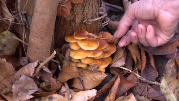 Las Setas Color Marrón Anaranjado Tronco Del Árbol Están Cubiertas — Vídeos de Stock