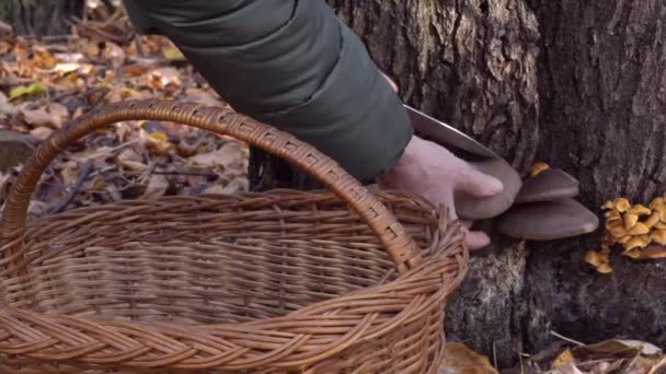 Raccogliere Funghi Ostrica Che Crescono Albero Nella Foresta Autunno Una — Video Stock