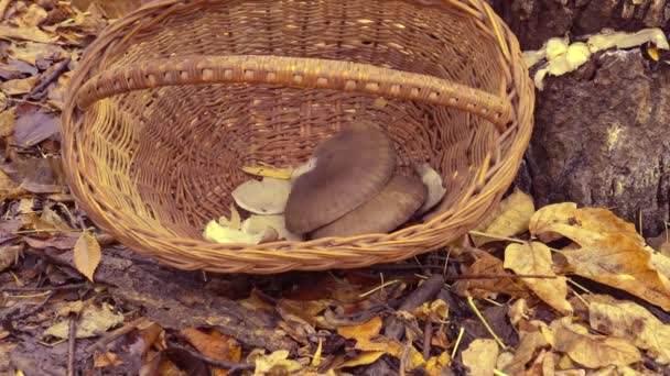 Zbieranie Grzybów Ostryg Rosnących Przyrodzie Składanie Grzybów Ostrygowych Koszyka Pleurotus — Wideo stockowe