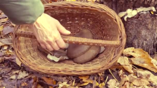 Hand Van Een Vrouw Tilt Een Mand Met Verzamelde Oesterpaddenstoelen — Stockvideo