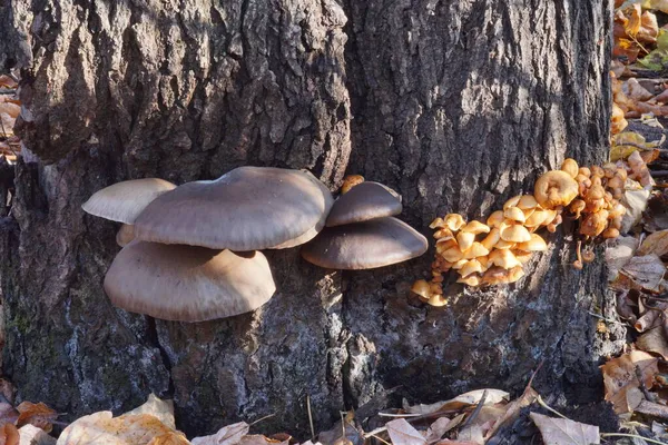 在秋天的森林里 树干上的牡蛎蘑菇和秋天的蜂蜜蘑菇被晨阳的光芒照亮了 拟南芥 Armillaria Mellea 拟南芥 Armillaria Borealis — 图库照片