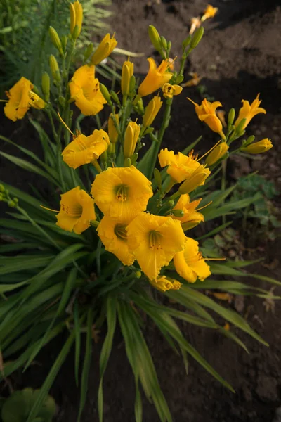 Tomurcukları ve parlak sarı çiçekleri olan günlük bir çalılık. Hemerocallis sp.