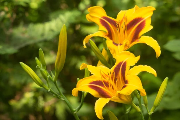 Bonanza 'nın parlak sarı çiçekleri. Mor kiraz desenli, bulanık yeşil arkaplanlı. Hemerocallis melezi Bonanza