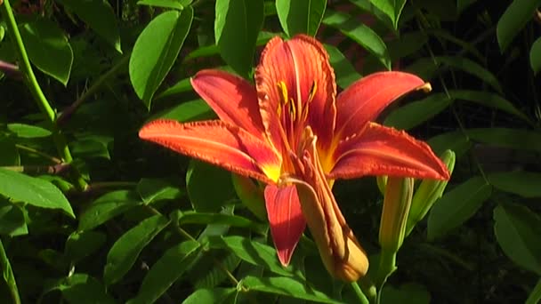 Inflorescencia Hemerocallis Fulva Una Inflorescencia Hay Brotes Sin Abrir Una — Vídeo de stock