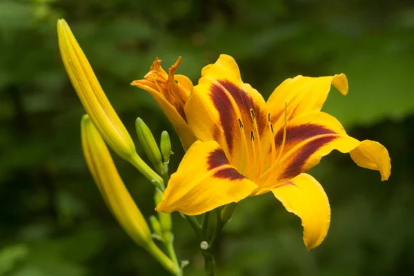 Bonanza 'nın parlak sarı çiçekleri. Mor kirazlı yıldız desenli. Hemerocallis melezi Bonanza