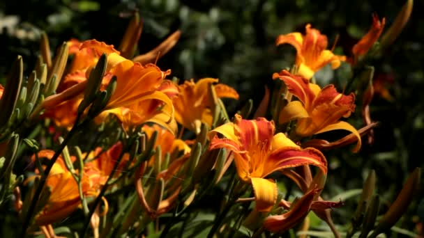Франус Цветущими Цветками Желто Оранжевого Оттенка Халс Хемерокаллис Франс — стоковое видео